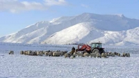 Farmer feeding sheep in snow