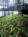 Ullswater, Wordsworth daffodils