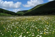 Hay meadow in the Westmorland Borrowdale
