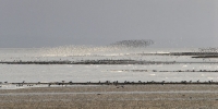 Flock of knots on Solway Firth