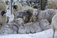 Sheep sheltering from the snow