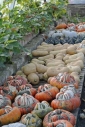 Pumpkins and squashes ...
