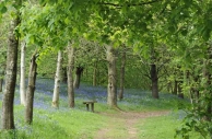 Bluebell wood with bench