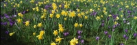 Daffodils and crocuses