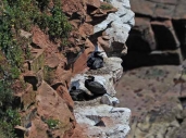Cormorants nesting on St Bees Head