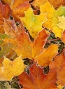 Autumn leaves, detail