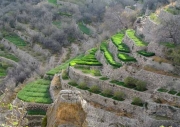 Crop terraces in Oman
