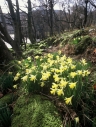 Ullswater, Wordsworth daffodils