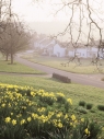 Askham - Misty village and daffodils