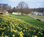 Askham daffodils