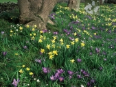 Daffodils and crocus, Pennington Churchyard