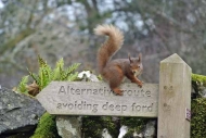 Red squirrel on signpost ...