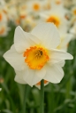 Daffodil, detail