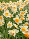 Daffodils, detail