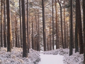 Snow covered path with pines
