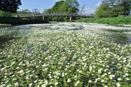 Water crowfoot in the River Lowther