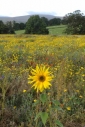Sunflower in wildflower meadow