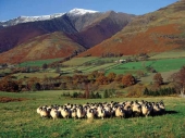 Gathered sheep under Blencathra